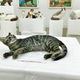 Image for article titled You Can Wear This Freaky Cat Head in Tokyo